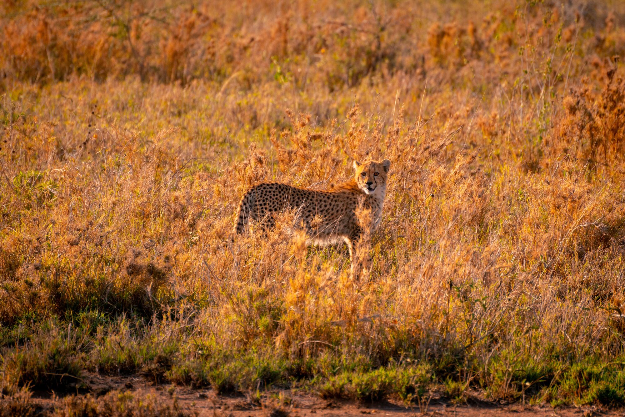 10 Incredible Things To Do In Tanzania For Solo Travelers