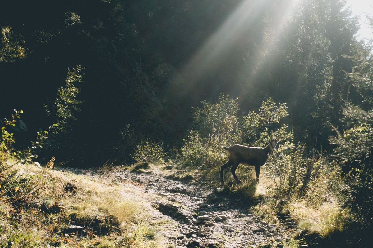 este o ascensiune continuă de 3 ore de-a lungul părții unui munte. Dacă sunteți destul de norocoși, veți putea observa multe animale sălbatice, cum ar fi capra neagră sau un grup mare de capre de munte.