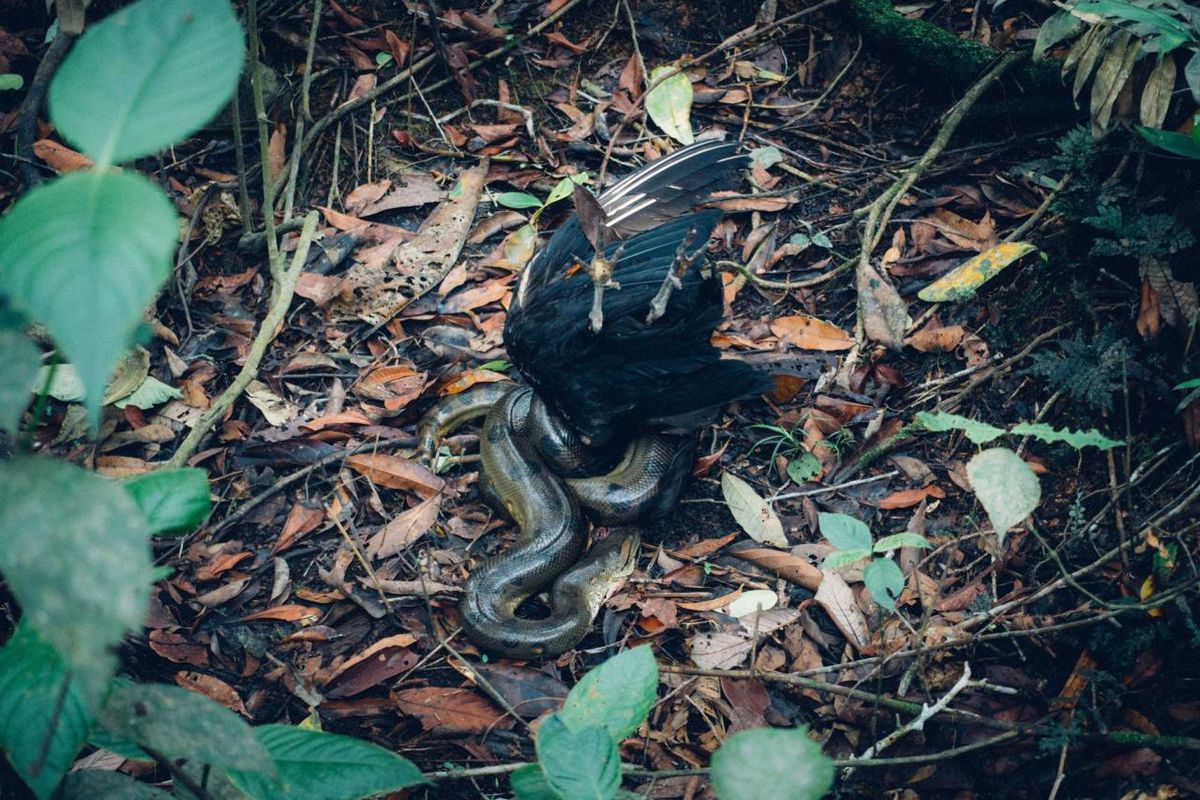 Le circuit nous a emmené à travers la jungle à pied de jour comme de nuit pour apercevoir quelques animaux sauvages (Anaconda etc