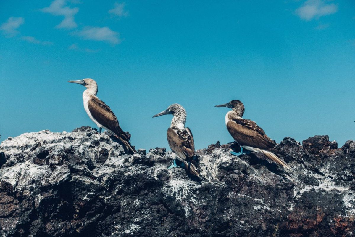 Galápagos (10 noches)