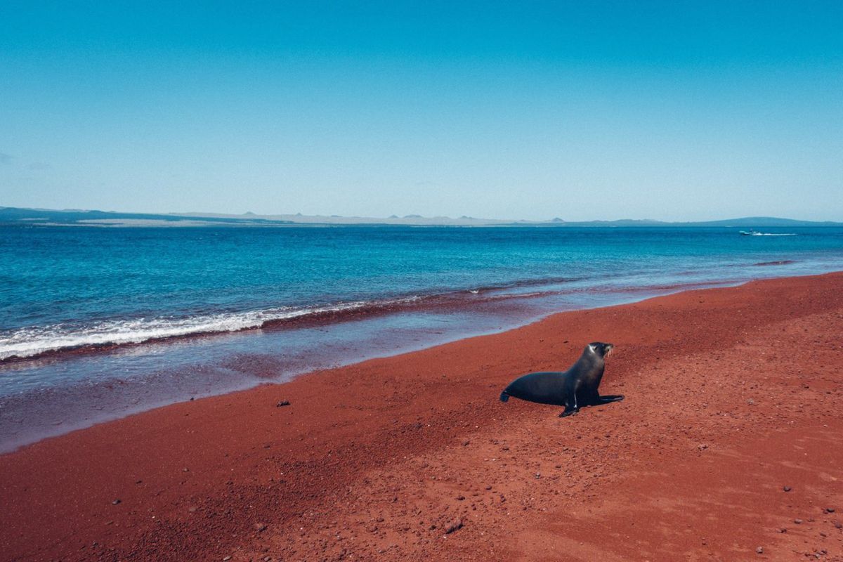 Vad jag fann mest rimligt är en 6 dagars kryssning som går till Puerto Villamil, runt Isla Isabela, ett stopp på Isla Fernandina, besöka de svarta och röda sandstränderna längs vägen, korsa ekvatorn och runt vulkanen Wolf, och sista stoppet vid North Seymour ön innan du går tillbaka till Puerto Aroya, allt för 1100 USD