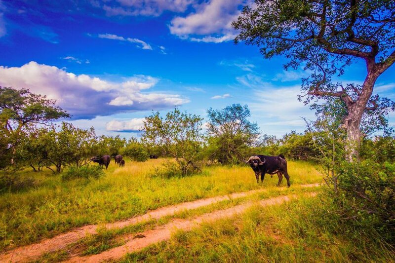 4 Days Itinerary in Kruger National Park with Viva Safaris