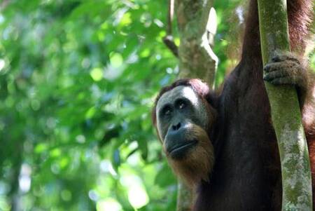 Ida Guest House & JUNGLE TREKKING - Budget - Double Room