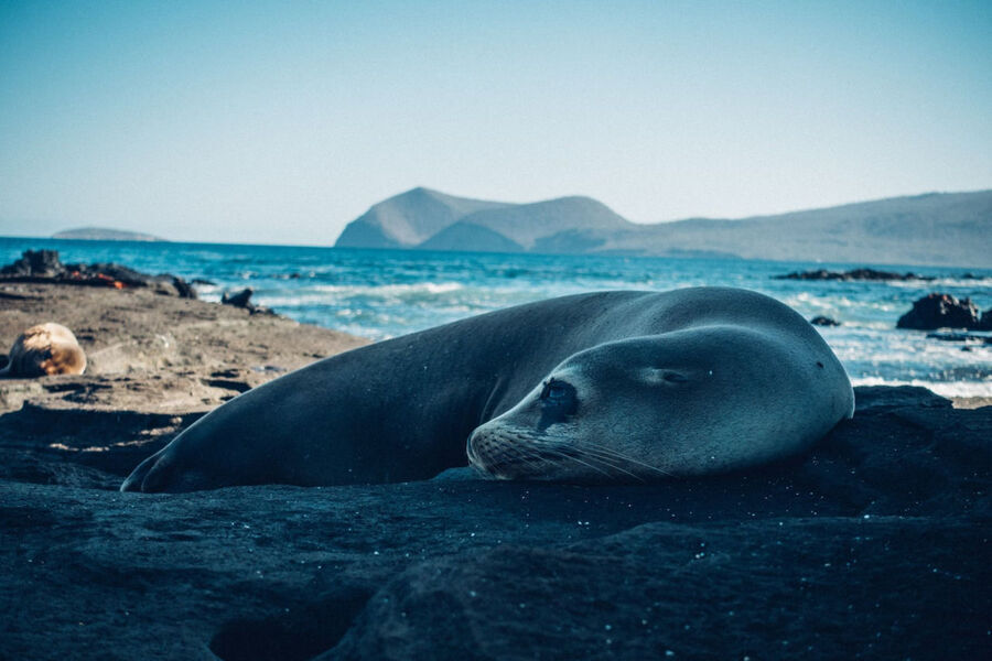 The Cheapest Way To Travel To Galapagos