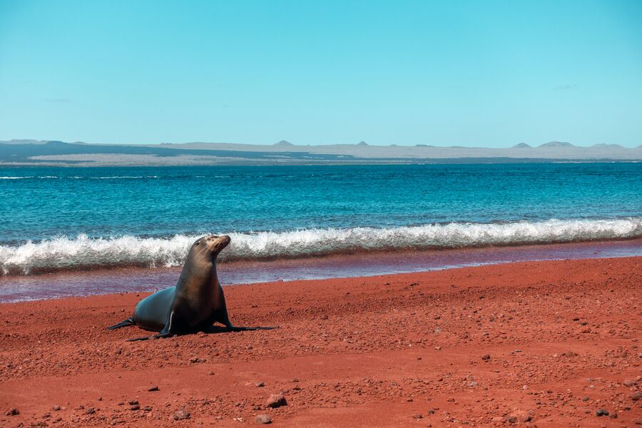 Here is The Cheapest Way To Travel To Galapagos