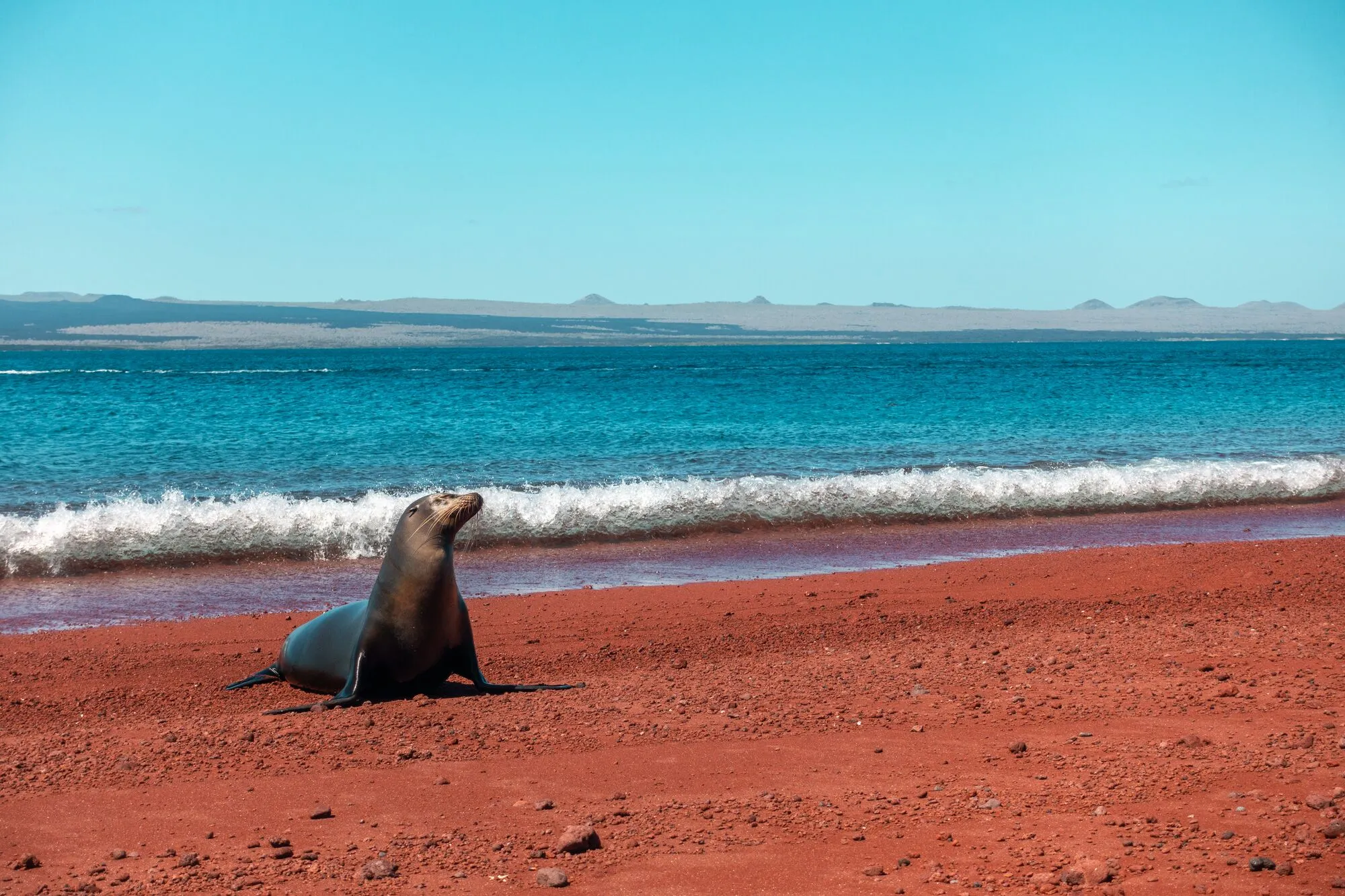 Exploring the Galapagos: Everything You Need to Know - Budget Tips, Best Places to Visit, and more