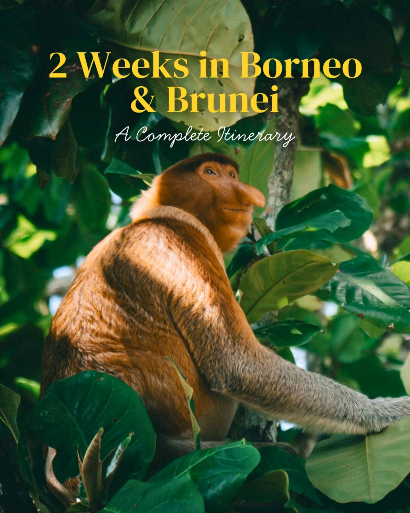 Share 2 Weeks Backpacking Borneo and Brunei Itinerary on Pinterest.