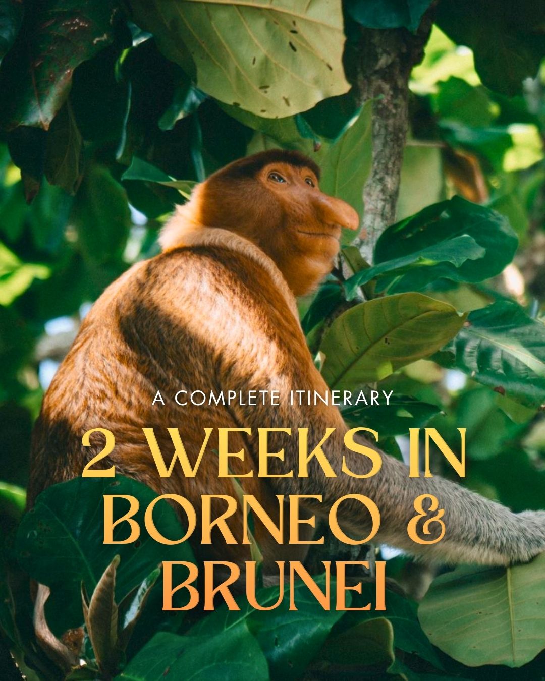 Share 2 Weeks Backpacking Borneo and Brunei Itinerary on Pinterest.