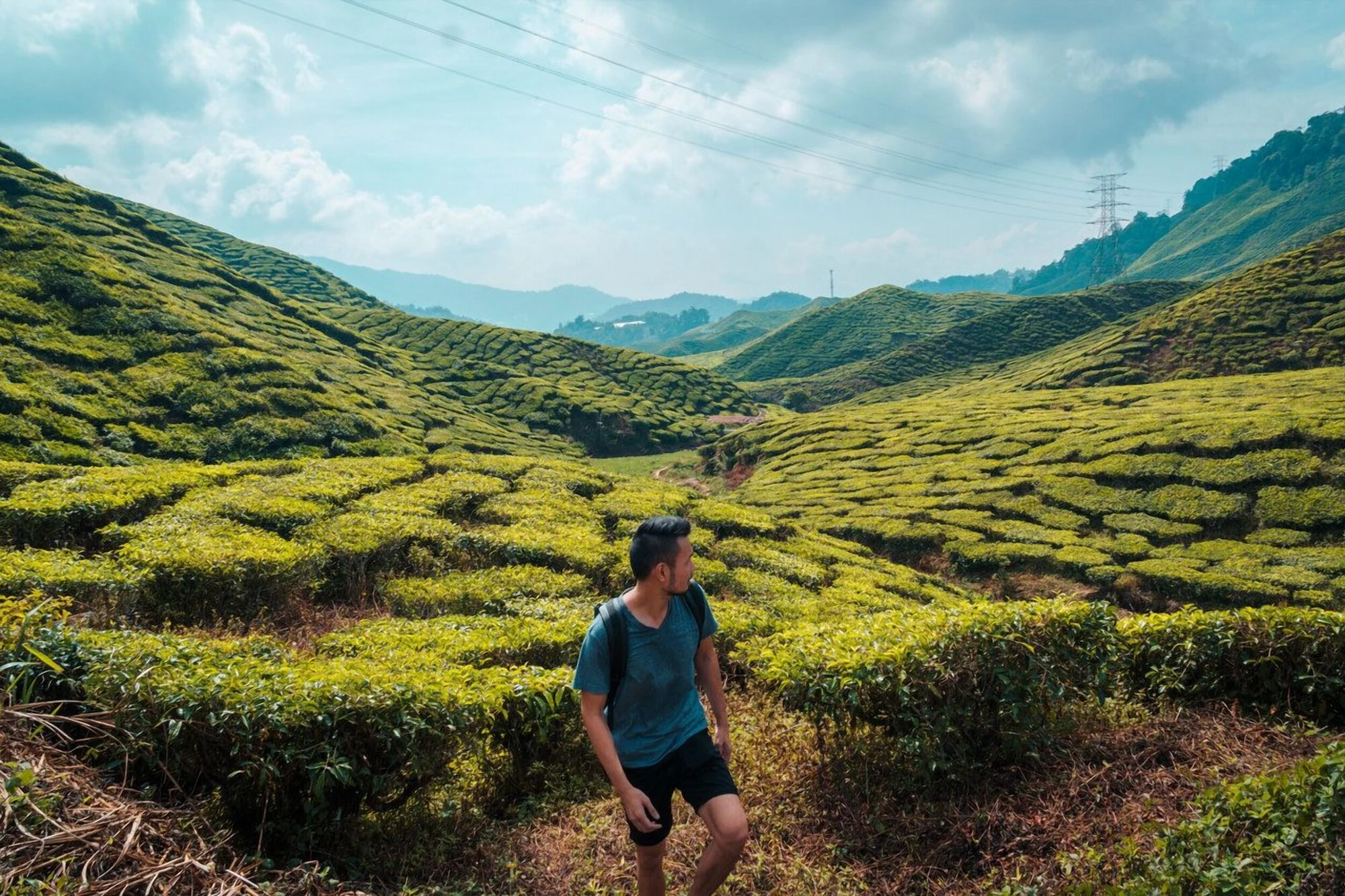 7 Awesome Things to Do in Cameron Highlands, Malaysia for First-Timers - A Complete Guide to Backpacking Cameron Highlands