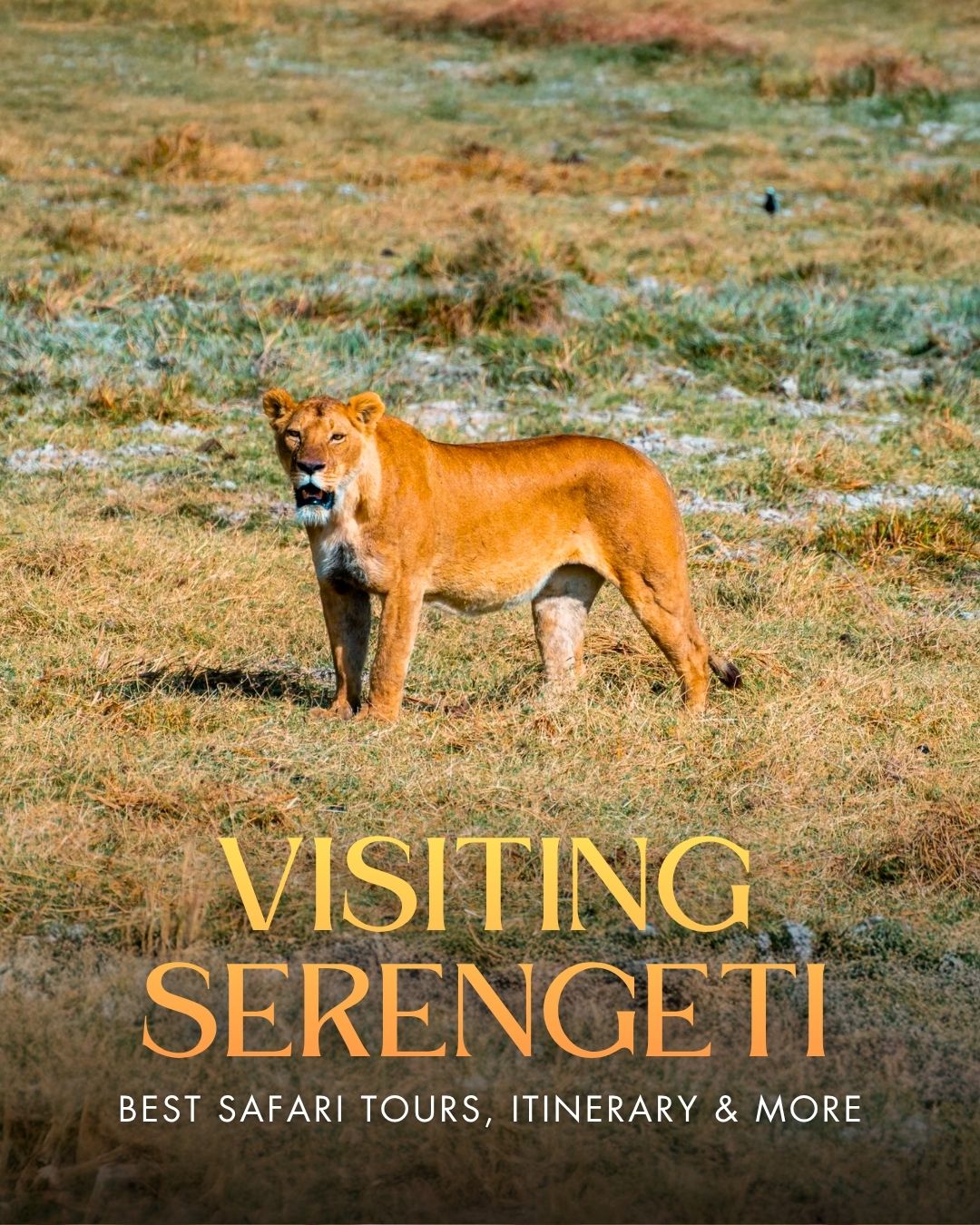 Share Visiting Serengeti in 2026: A Complete Safari Guide on Pinterest.