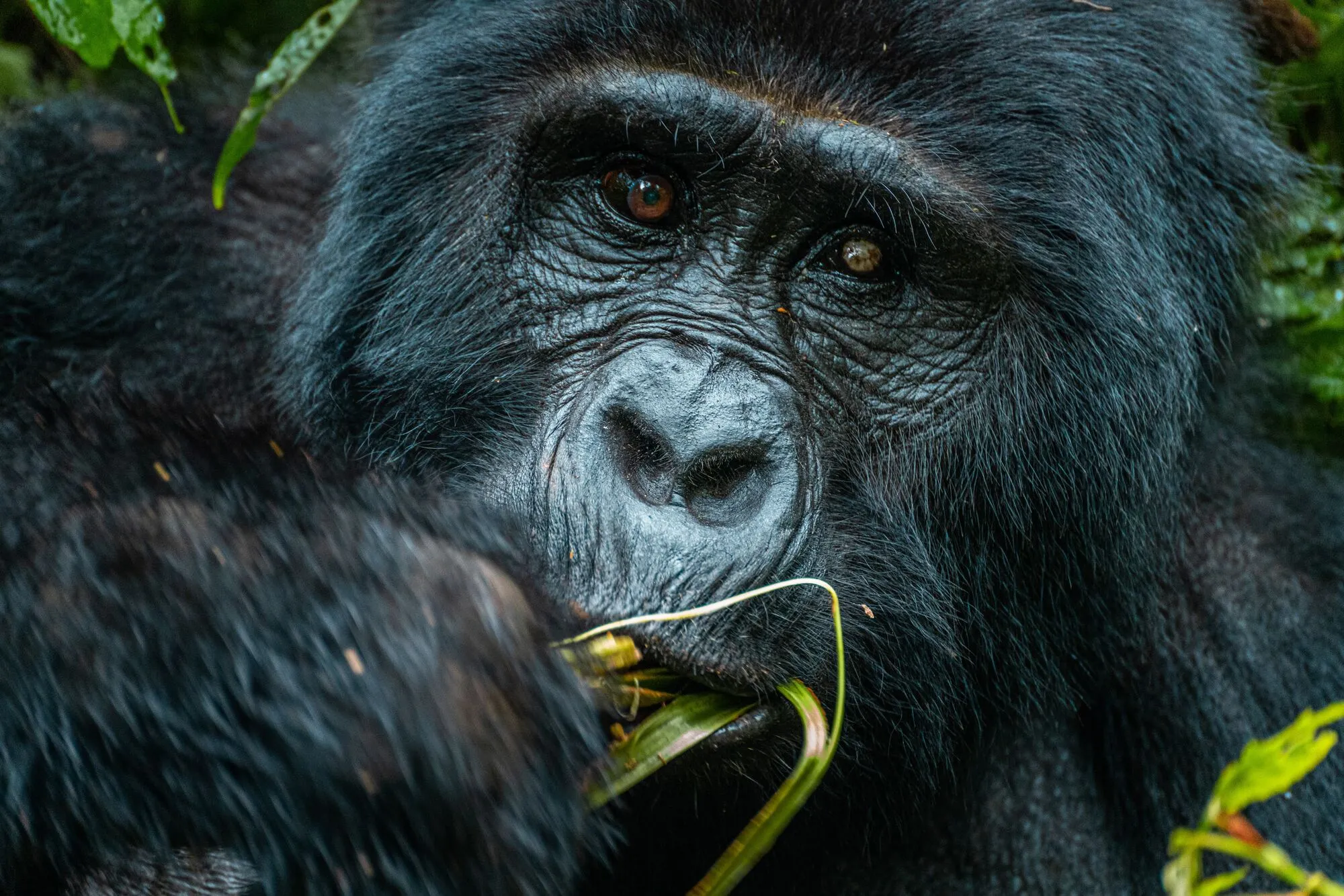 Backpacking Uganda: The Perfect 7-10 Day Itinerary - The Ultimate Travel Guide
