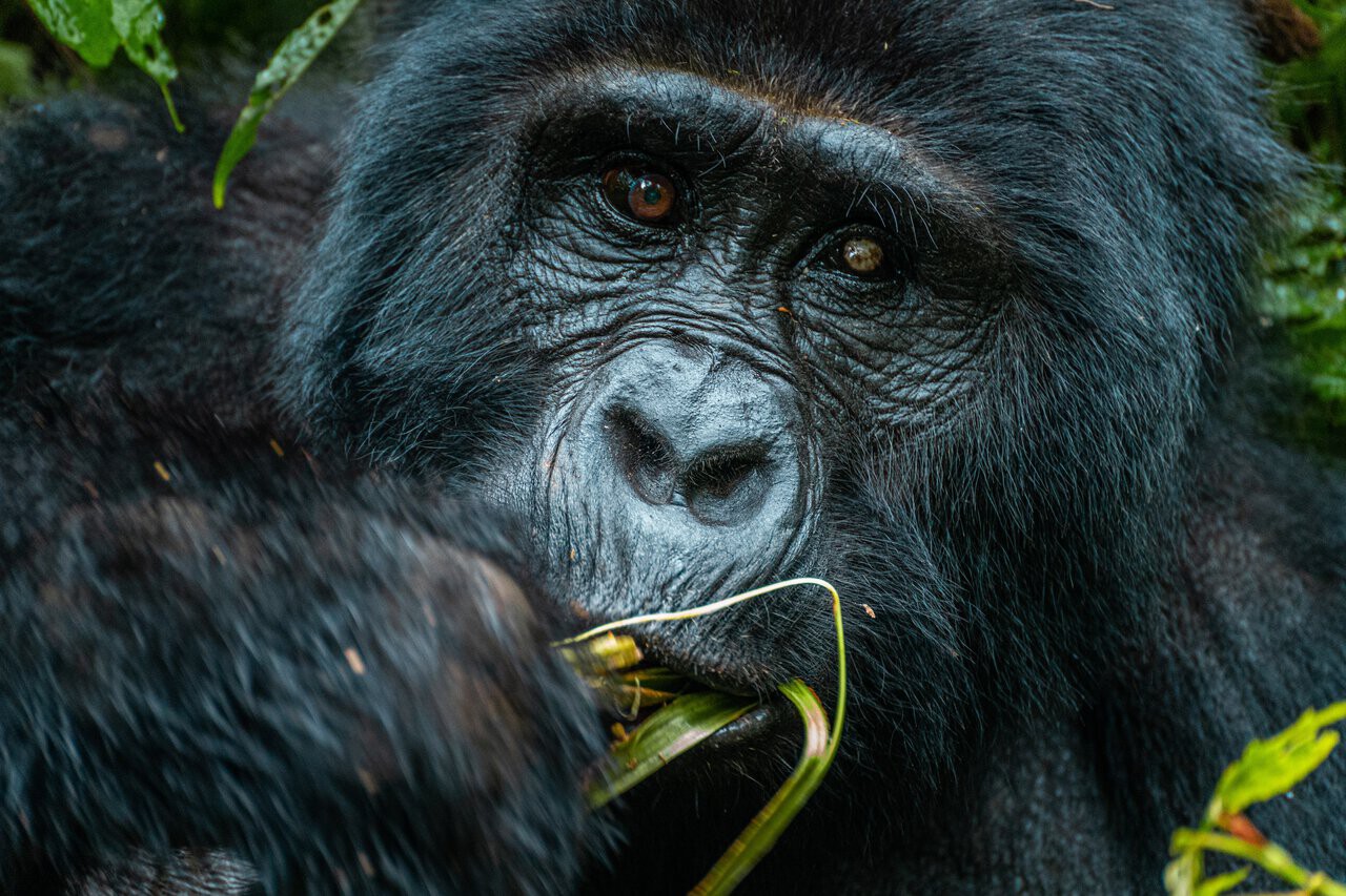 Backpacking Uganda: The Perfect 7-10 Day Itinerary - The Ultimate Travel Guide