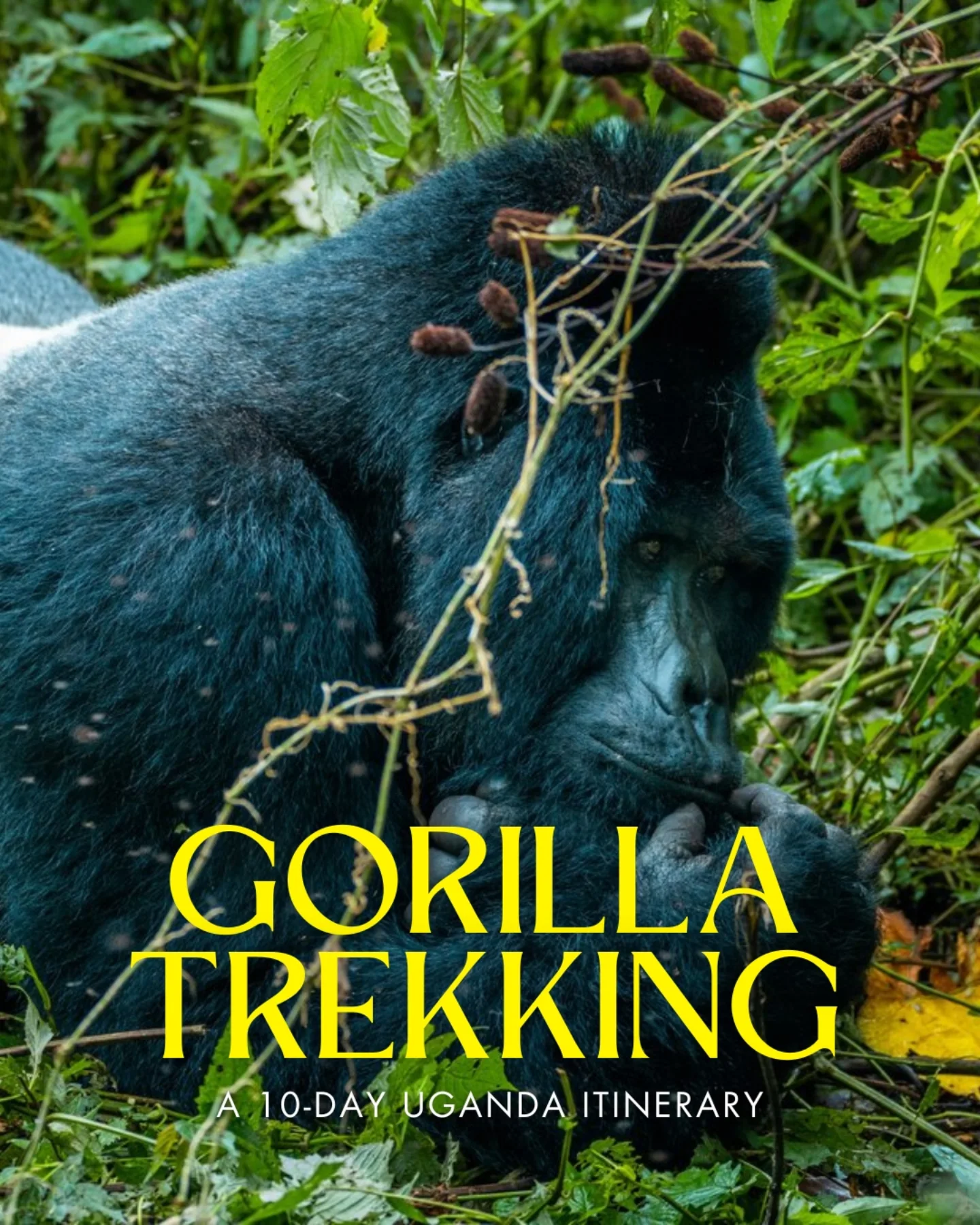 Share Gorilla Trekking in Uganda: A Comprehensive Guide on Pinterest.
