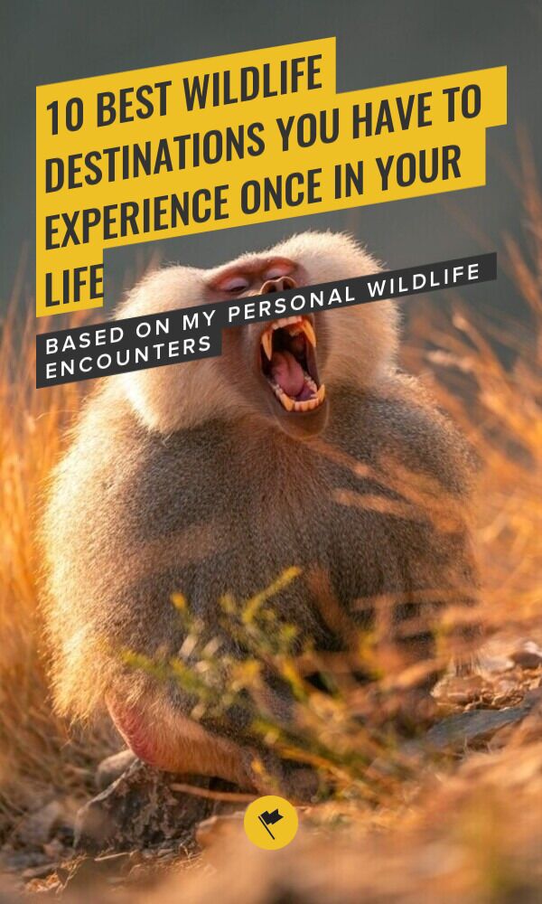 Share 10 Best Wildlife Destinations for 2026: Most Epic Encounters on Pinterest.