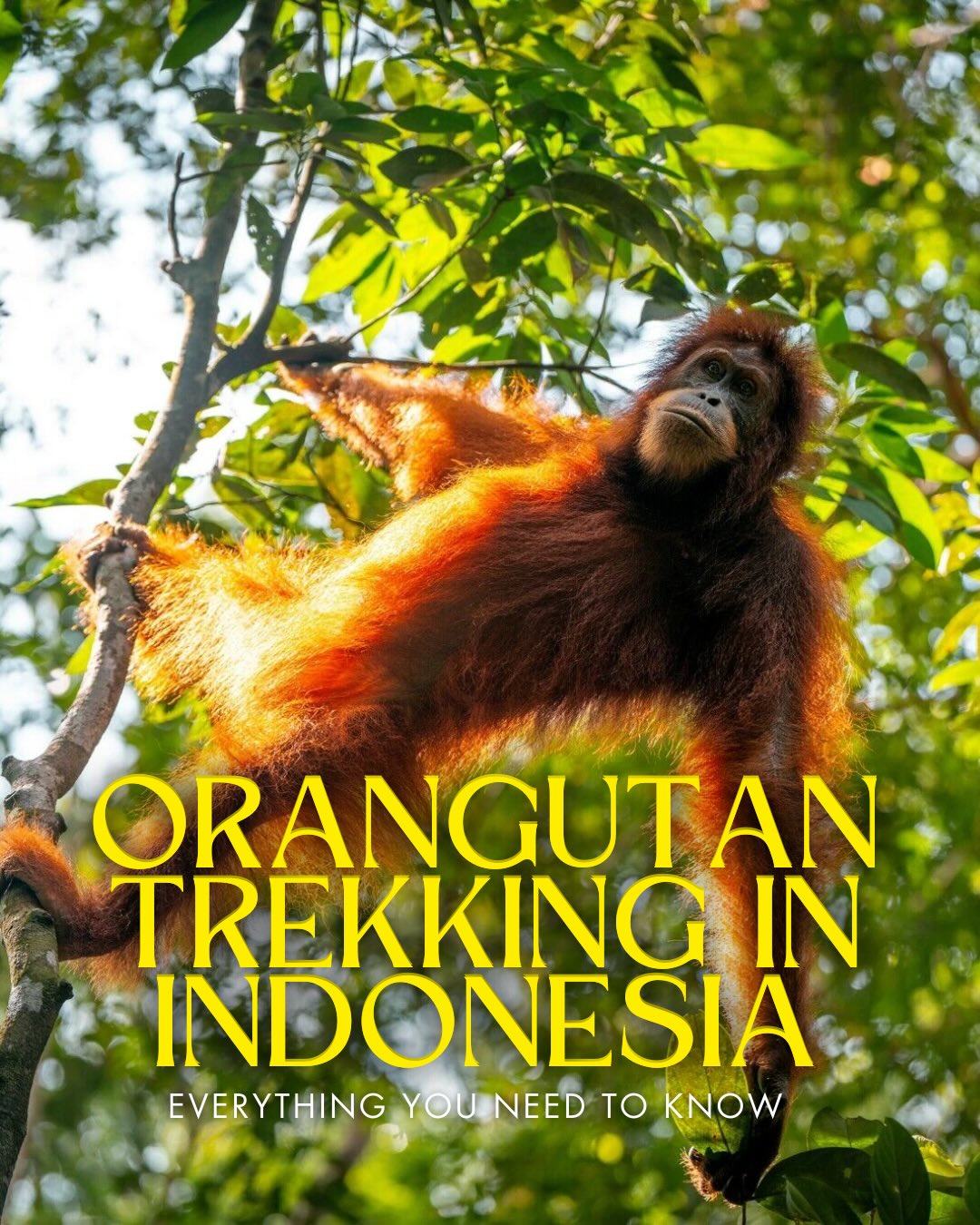Share A Complete Guide to Orangutan Trekking in Bukit Lawang on Pinterest.