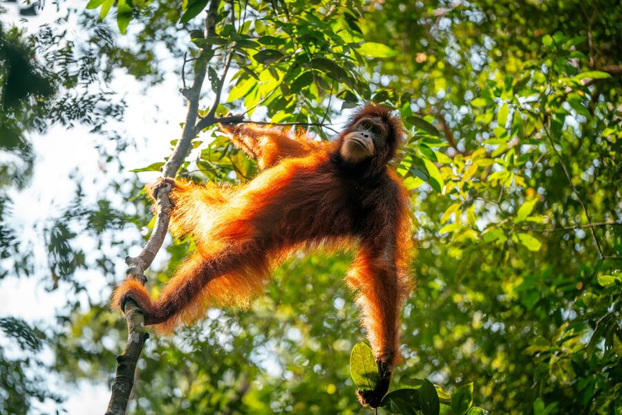 A Complete Guide to Orangutan Trekking in Bukit Lawang - Suggested Itinerary, Things To Know, What To Pack, And More