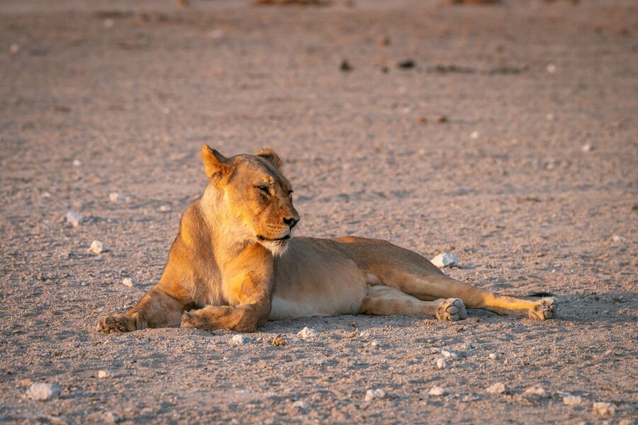 A Complete Self-Drive Safari Guide to Etosha National Park - One-Day Itinerary, Water holes locations, tips, and more