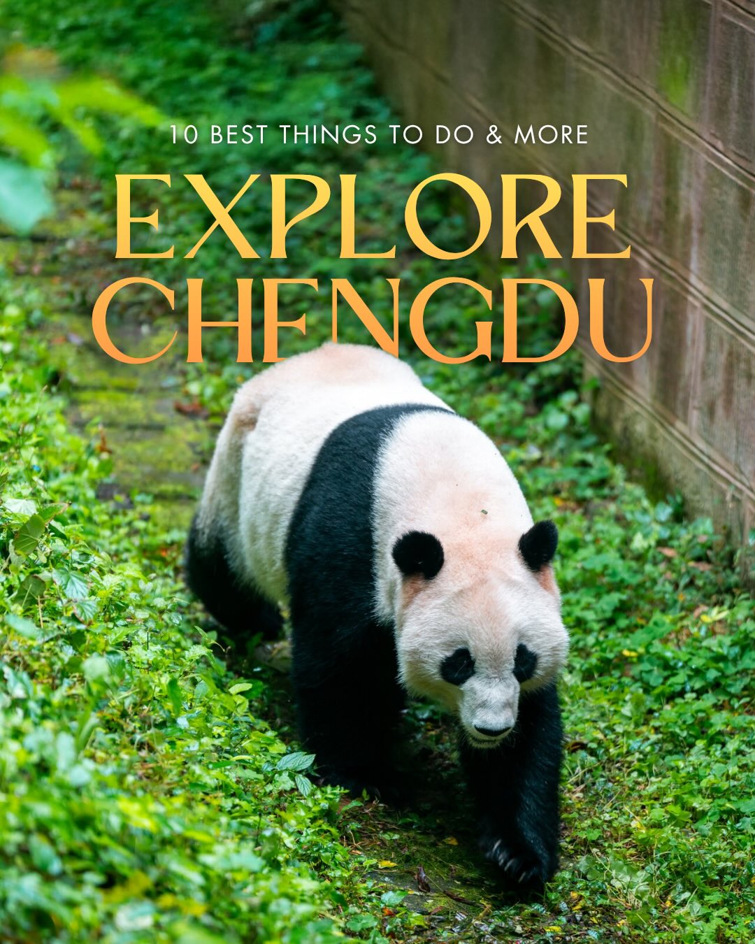 Share Visiting Chengdu: 10 Best Things to Do & More on Pinterest.