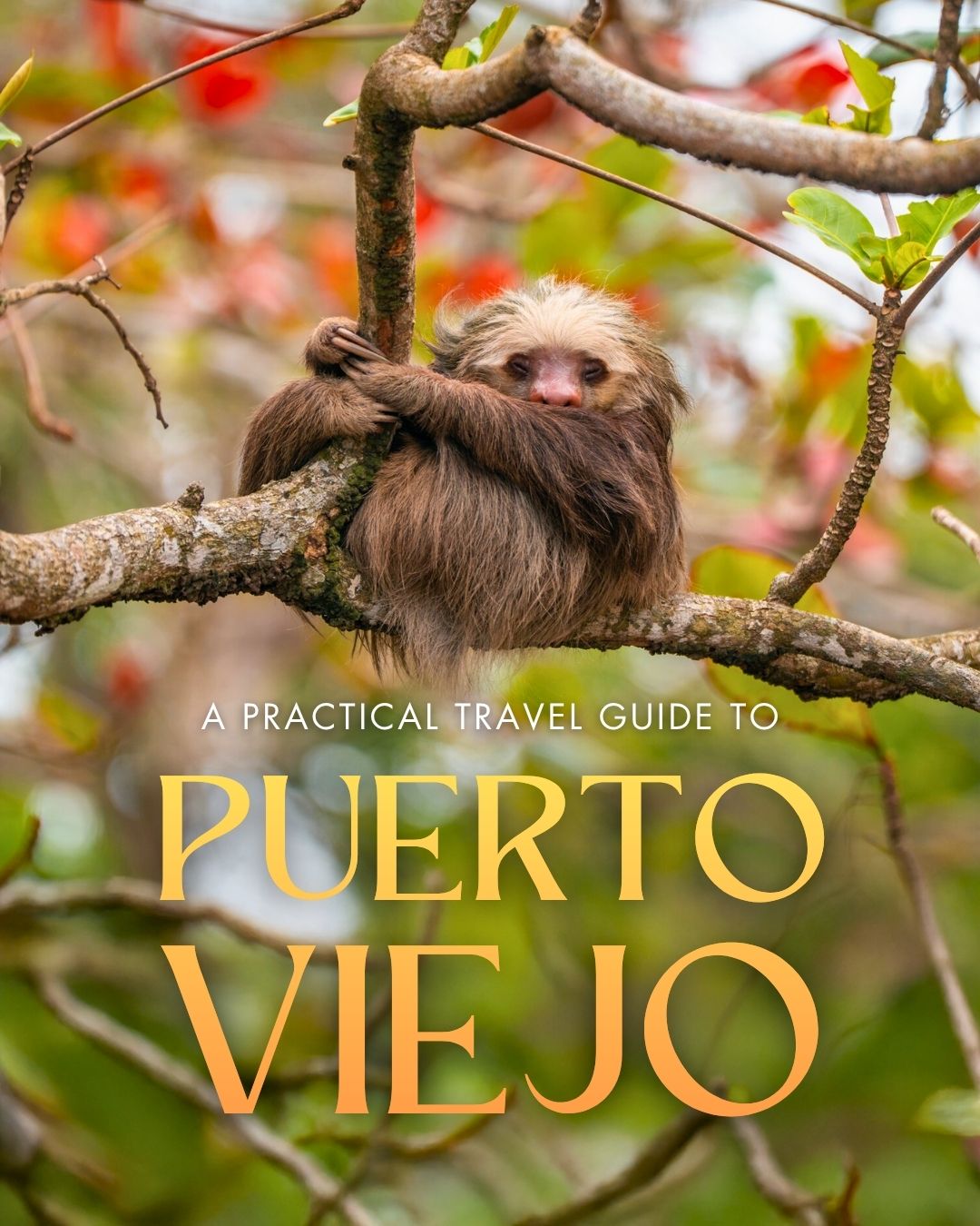 Share Puerto Viejo Travel Guide: Things to Do, Itinerary & Travel Tips on Pinterest.