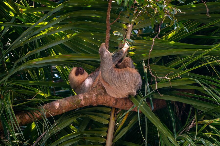 Exploring Manuel Antonio: Things to Do, Travel Tips & Itinerary