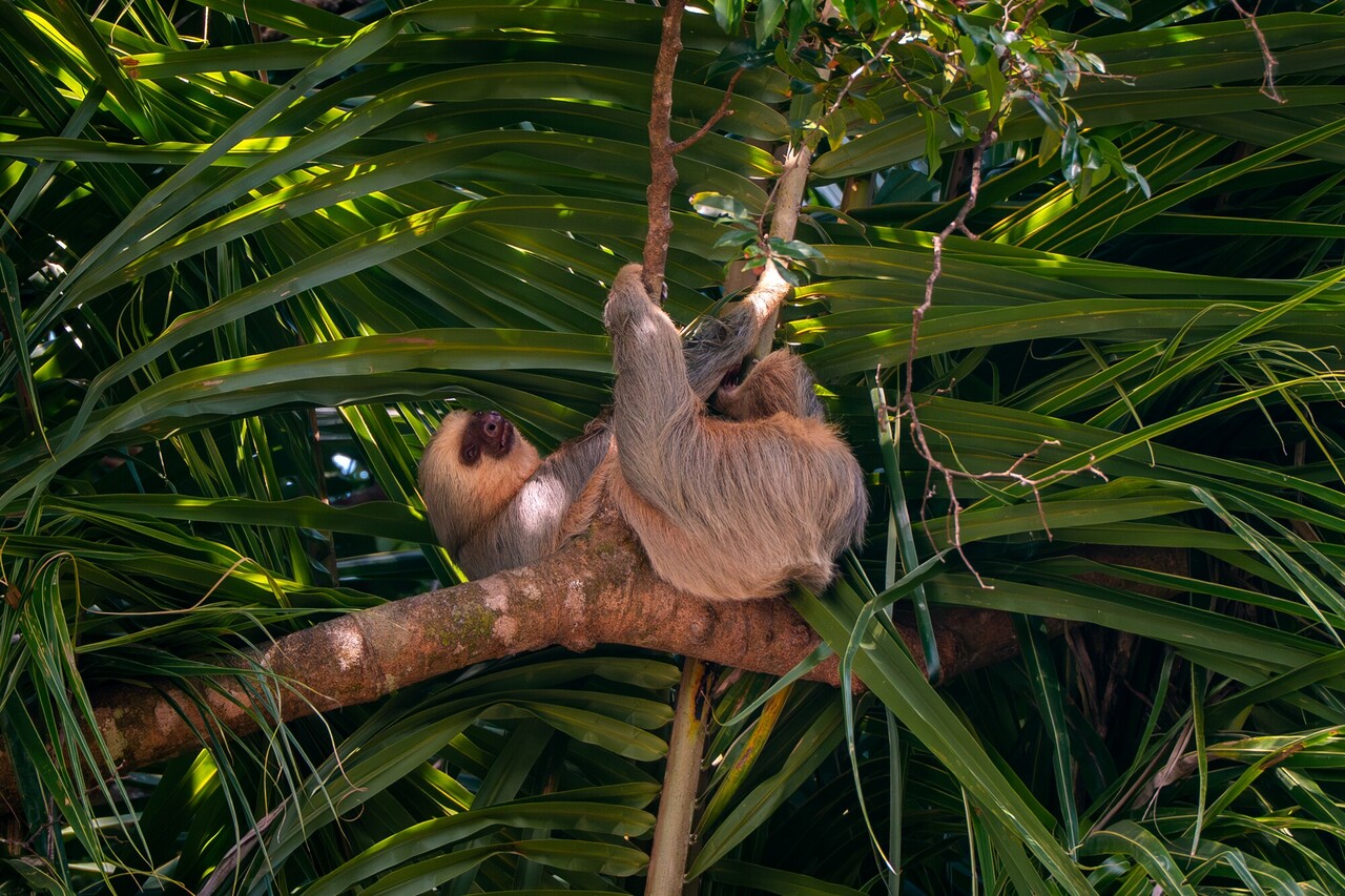 Exploring Manuel Antonio: Things to Do, Travel Tips & Itinerary - A Practical Guide for Independent Travelers