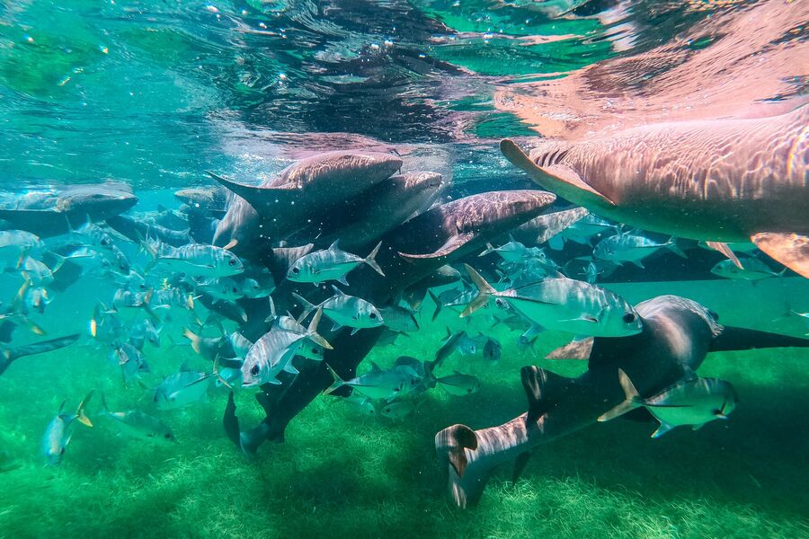 Discover Caye Caulker: 10 Best Things to Do & More