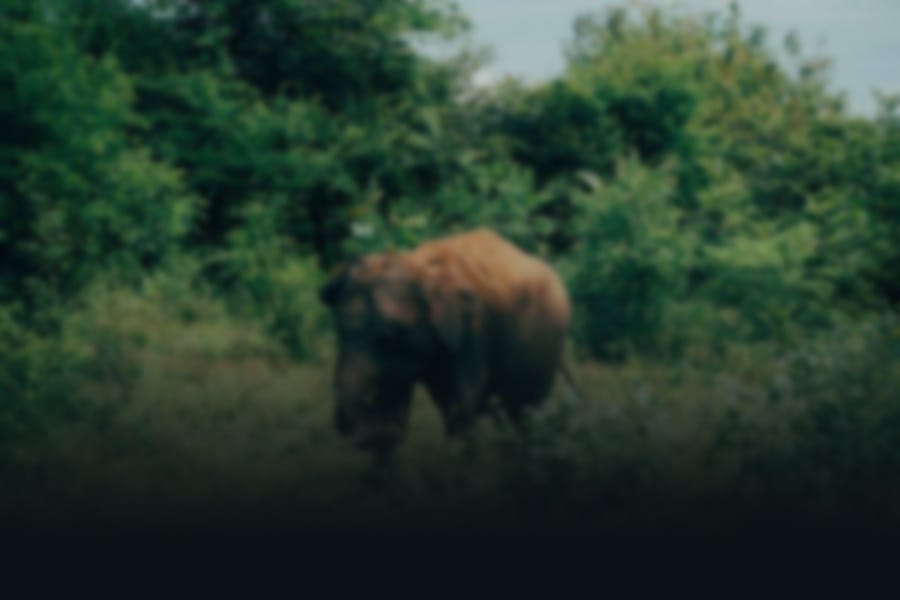 Sri Lanka Background Image