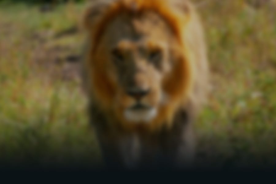 East Africa Background Image