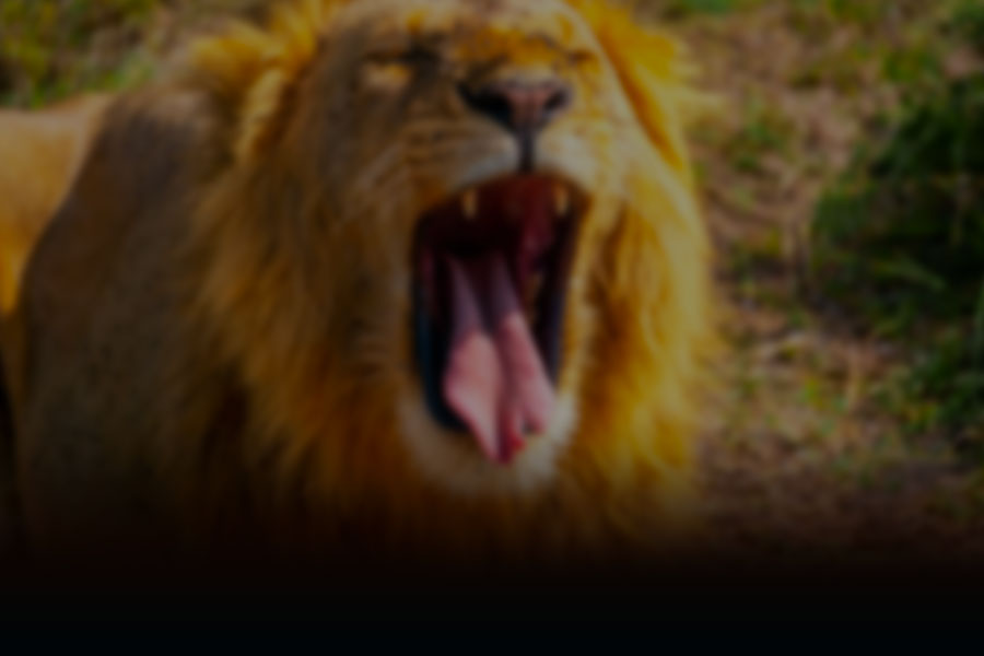 Kenya Background Image