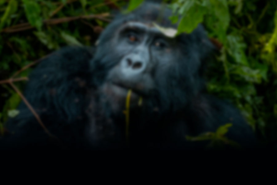 Uganda Background Image
