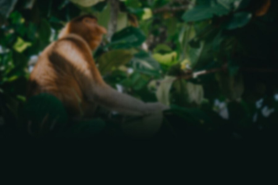 Borneo - A Travel Video Background Image