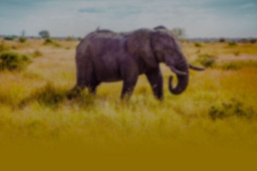 Welcome to Africa - A Travel Video Background Image