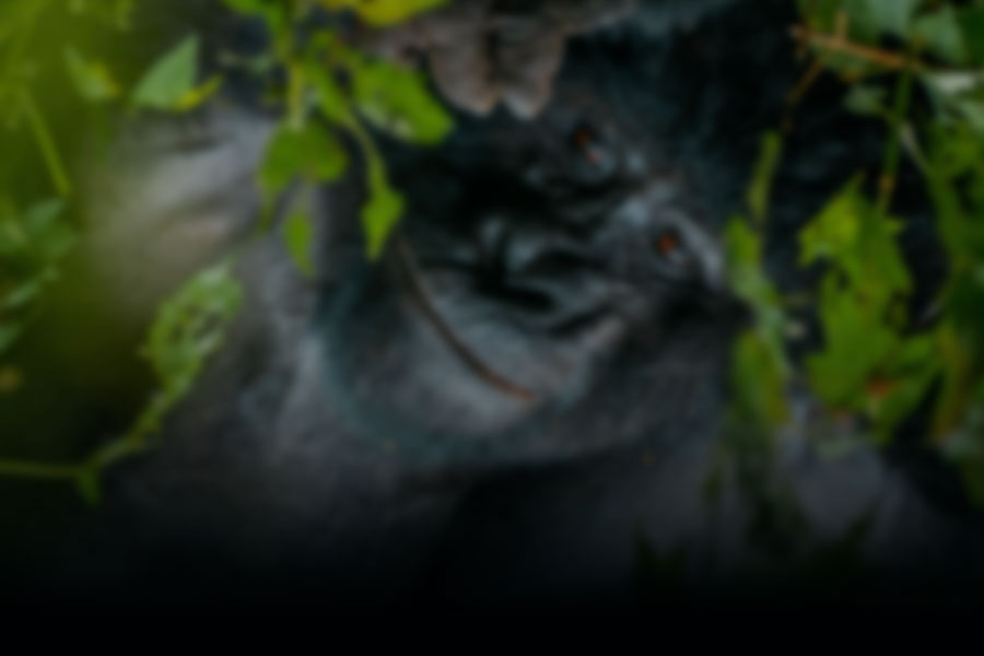 Gorilla Uganda - An Uganda Travel Video Background Image