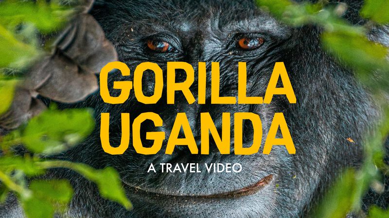 Gorilla Uganda - An Uganda Travel Video Travel Video