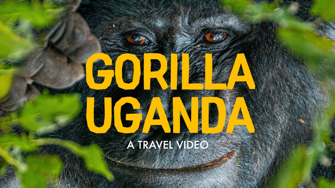Gorilla Uganda - An Uganda Travel Video Travel Video