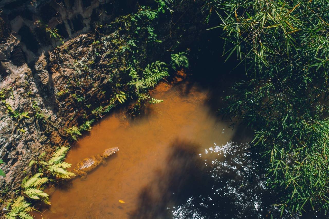 Można zauważyć kilka krokodyli tu i tam, jak również wzdłuż Podwyższony chodnik, jak ochłodzić się z kieszeni spokojnej wody rzeki Rio Iguazu