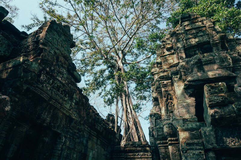 Sie können viele überwachsene Bäume am Ta Prohm Tempel sehen, aufgrund der Entscheidung, den Tempel so zu verlassen, wie er entdeckt wurde.