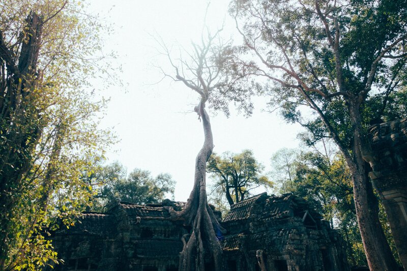  Ta Promh-treet Eller Tomb Raider-treet som tok over templet lenge etter at folk forlot det.