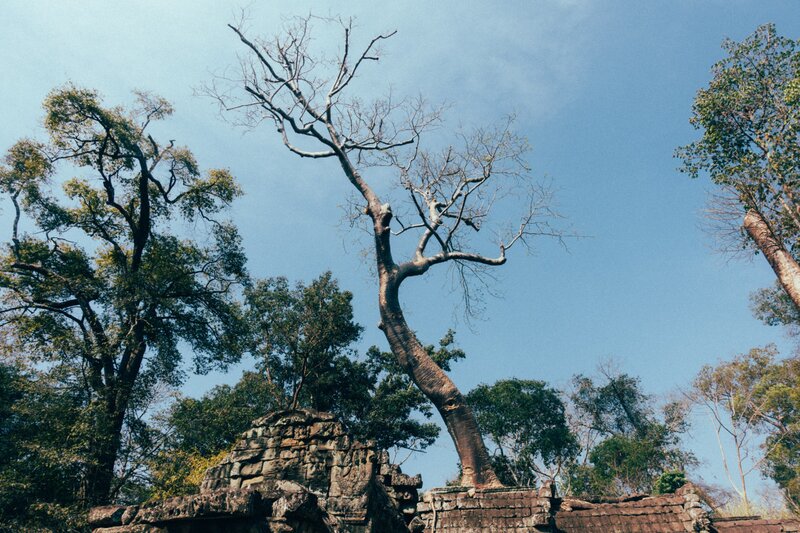  El árbol Ta Promh desde una perspectiva diferente.