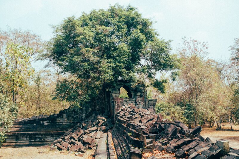 een grote boom is overgroeid op de Beng Mealea muur.