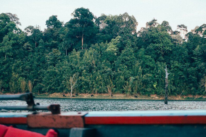  Ville bøfler Ved Khao Sok Lake I Thailand