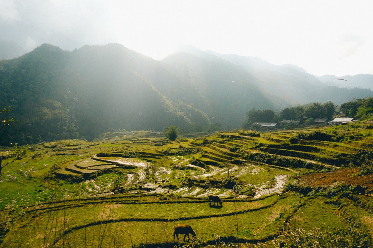 Rice terraces in Sapa