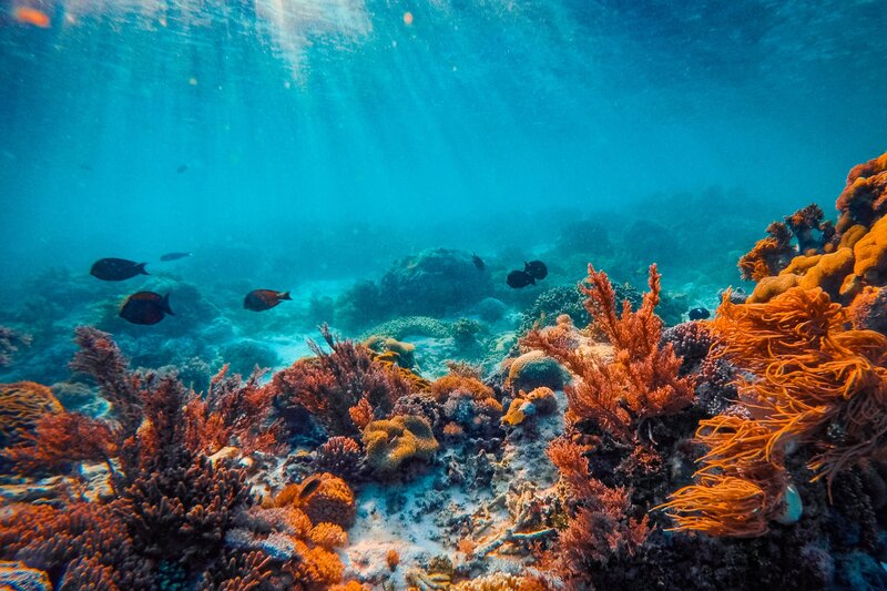 barriere Coralline subacquea alle Isole di Komodo in Indonesia