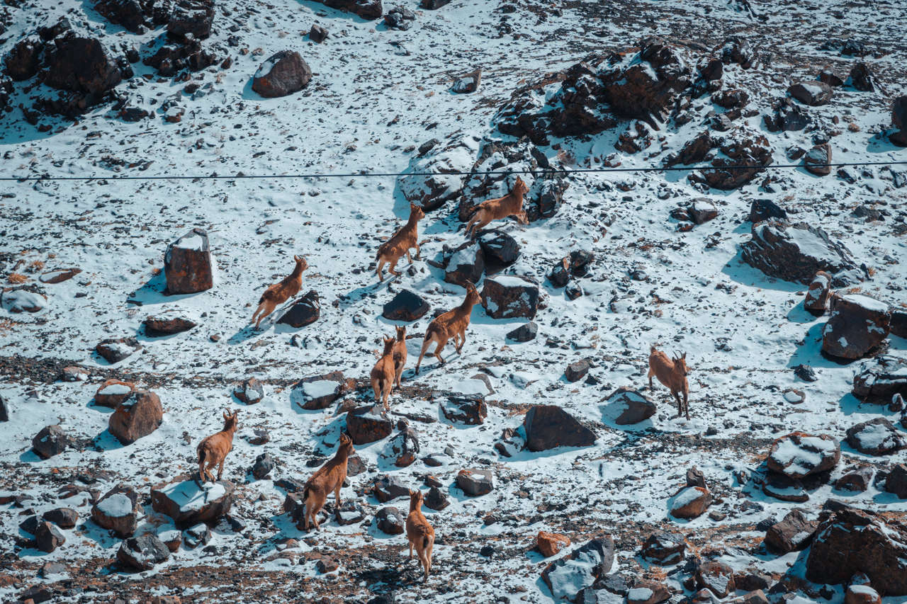 If you are lucky, you might be able to spot some wildlife on your way to the pass