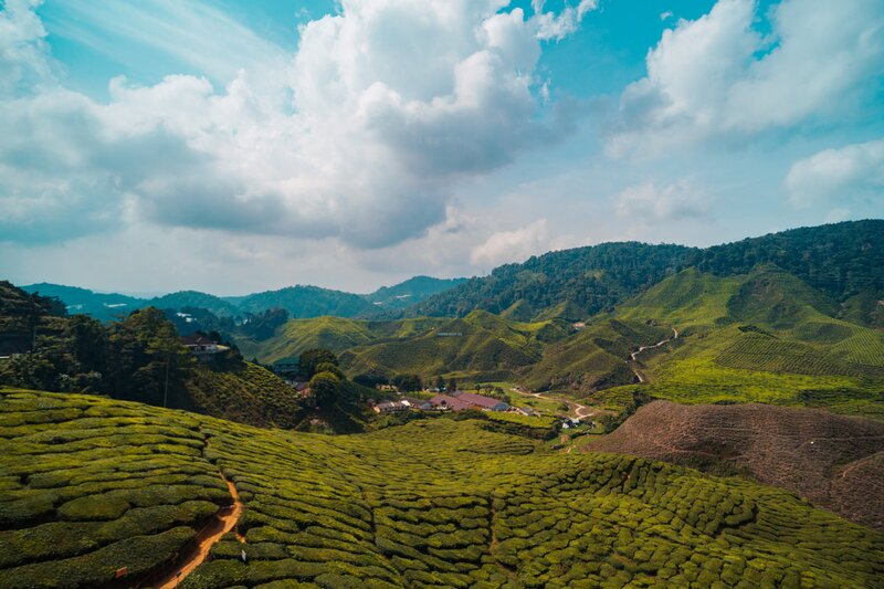 A Complete Hiking Guide to Cameron Highlands, Malaysia