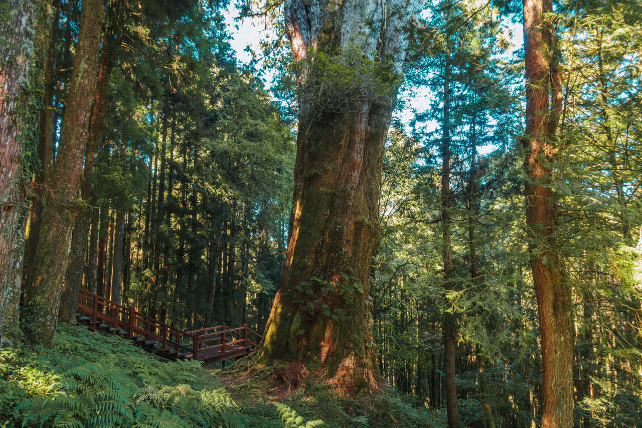 The No.28 Giant Tree in Alishan, Taiwan.