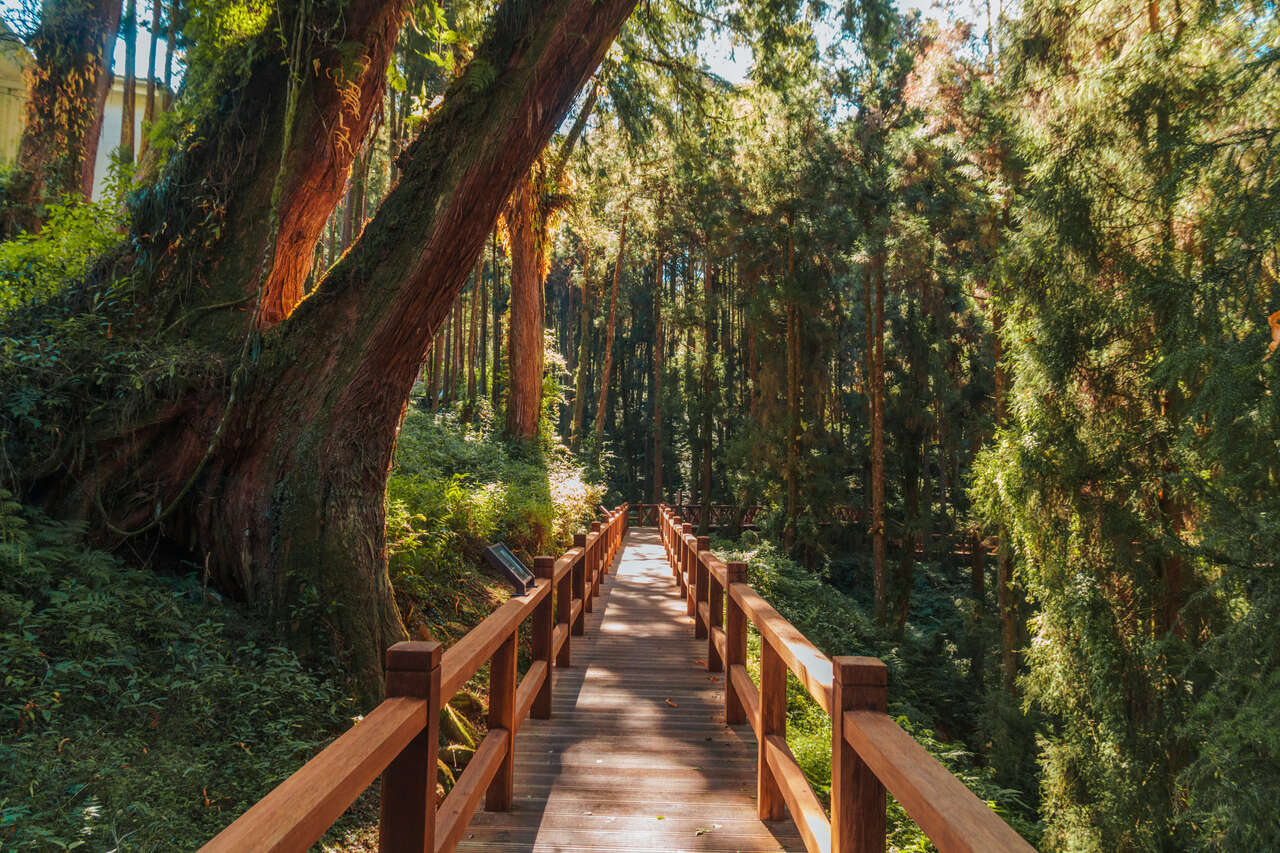 The sunray hitting the Giant Trees Broadwalk in Alishan, Taiwan.