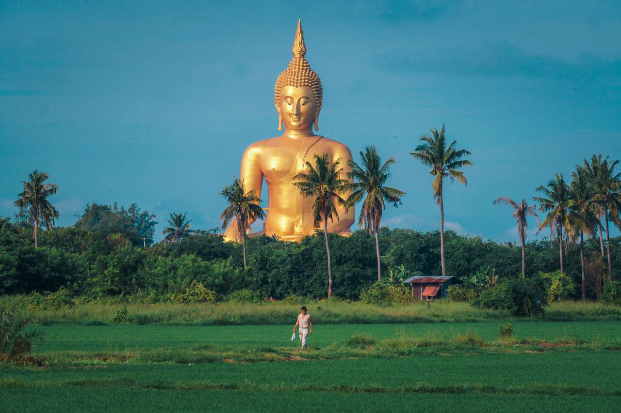 A person walking along the rice paddie with The Great Buddha of Thailand in the background