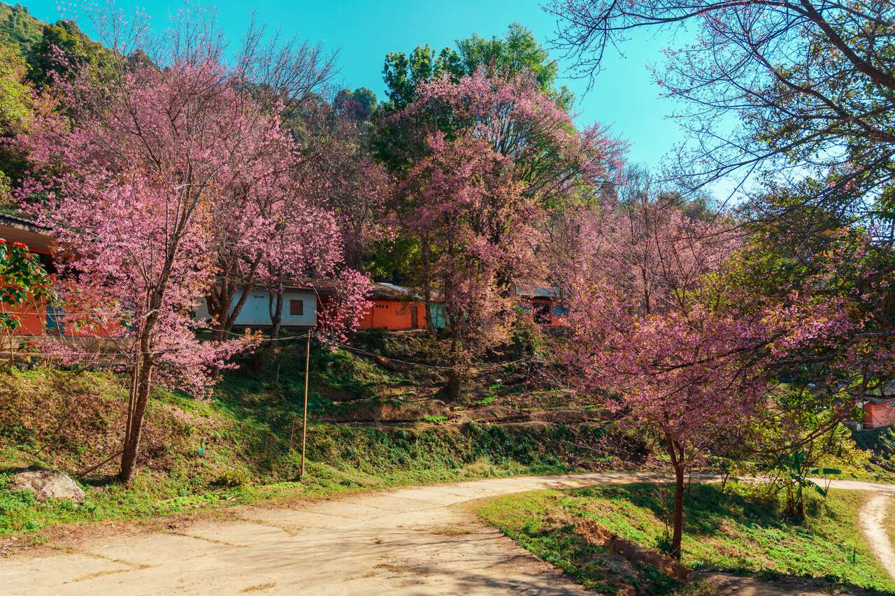 The Thai Sakura trees blooming at Banpot Wittaya School near Phu Chi Fa, Chiang Rai