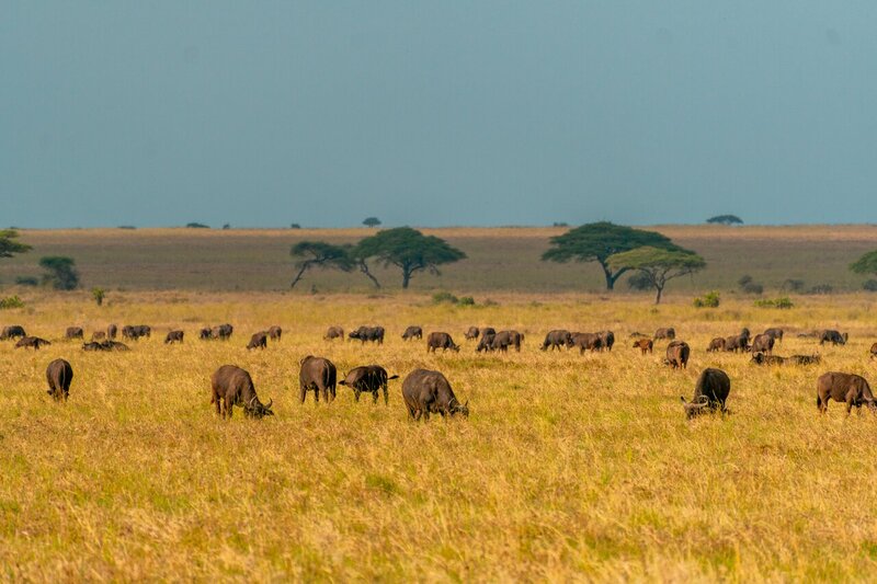 A Complete Safari Guide To Serengeti, Tanzania